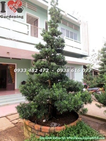 Chi tiết thân và tán Cây Vạn Niên Tùng Kiểng Cổ Cổ Thụ hoành 75cm