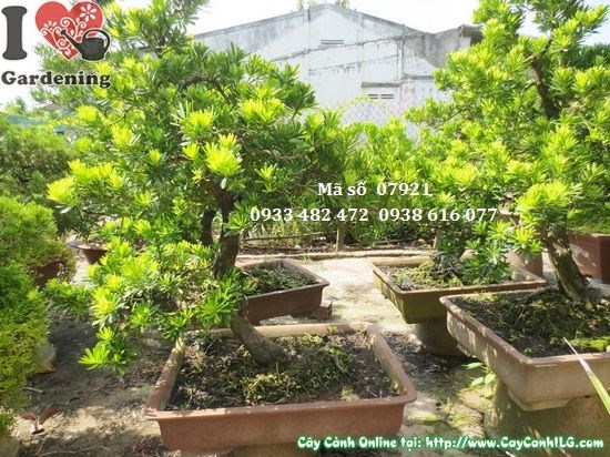 Chăm sóc cây vạn niên tùng kim cương bonsai dáng nghiêng 80cm