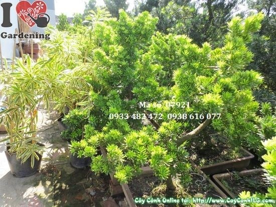 Vạn niên tùng kim cương bonsai dáng nghiêng ứng dụng cảnh quan công trình