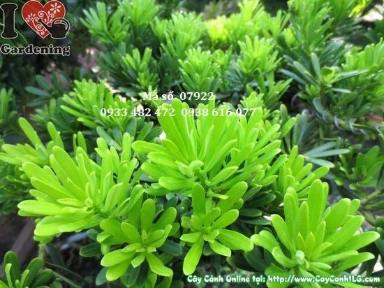 Đặc điểm lá cây Vạn Niên Tùng Kim Cương Bonsai Dáng Trực