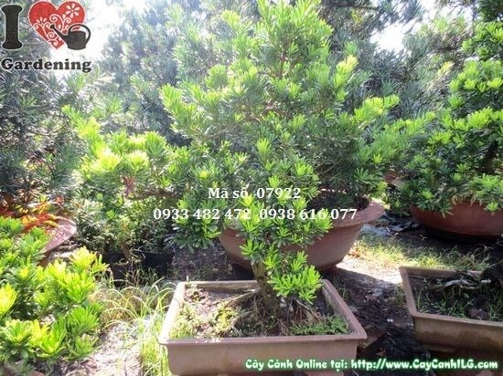 Ý nghĩa phong thủy Cây Vạn Niên Tùng Kim Cương Bonsai Dáng Trực