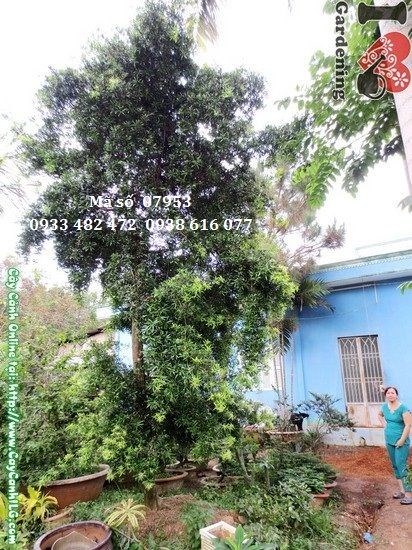 Cây vạn niên tùng rủ Đài Loan Ms 07953 – hình ảnh thực tế tại vườn ILG