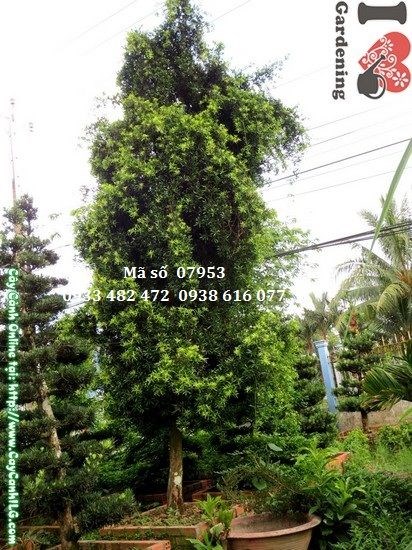 Cây vạn niên tùng rủ Đài Loan cao 4,5m hoành 50cm – đẹp, cổ thụ, phù hợp công trình lớn