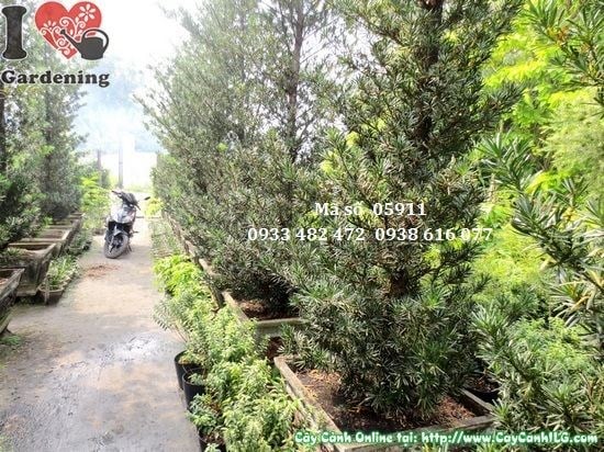 Hàng cây vạn niên tùng tháp trồng dự án công trình cảnh quan
