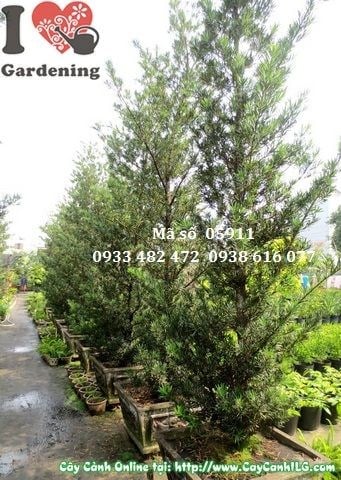 Cây vạn niên tùng tháp gốc lớn cao 4m trưởng thành tại vườn ILG