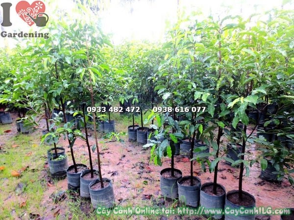 cây viết cao 1m4 ms 17867