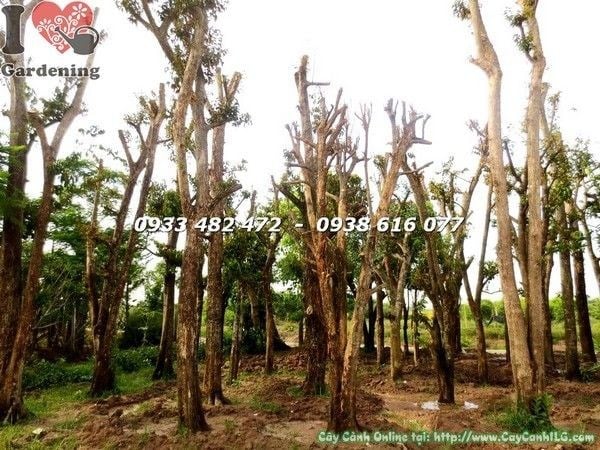 Cây vú sữa cao 6m – cây bóng mát cảnh quan công trình