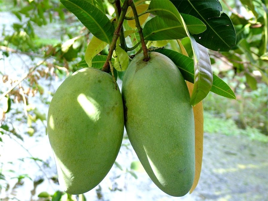 Hoa xoài cát Hòa Lộc nở rộ chuẩn bị đậu trái