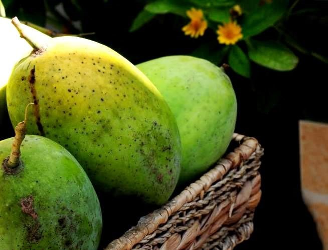 Cây xoài cát Hòa Lộc sai trái trong vườn