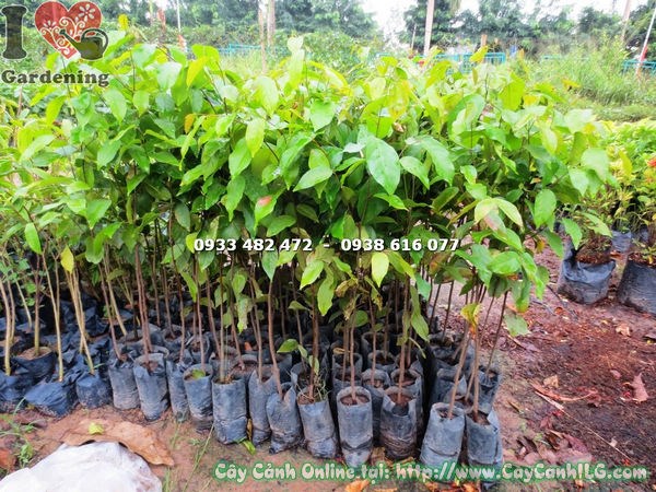 Tán cây xoài giống 1m – giai đoạn lý tưởng để tạo dáng