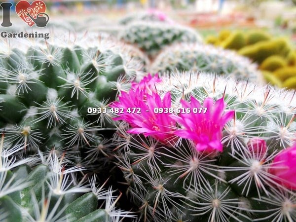 Xương rồng bánh sinh nhật nhiều giống nhân giống từ chồi con