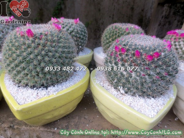 Cây xương rồng bánh sinh nhật lớn Ms 18639 vòng hoa hồng quanh đỉnh thân cầu