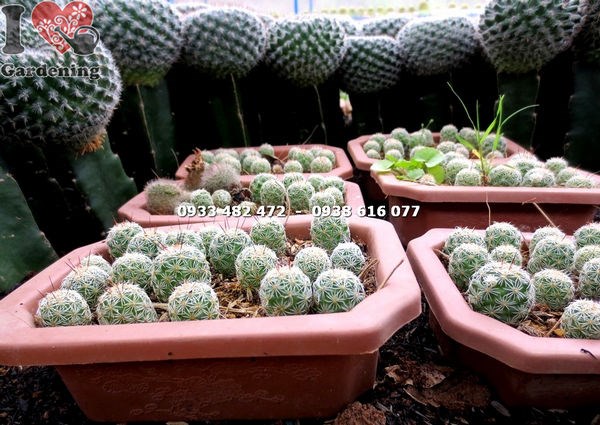xương rồng giống dễ trồng số lượng lớn