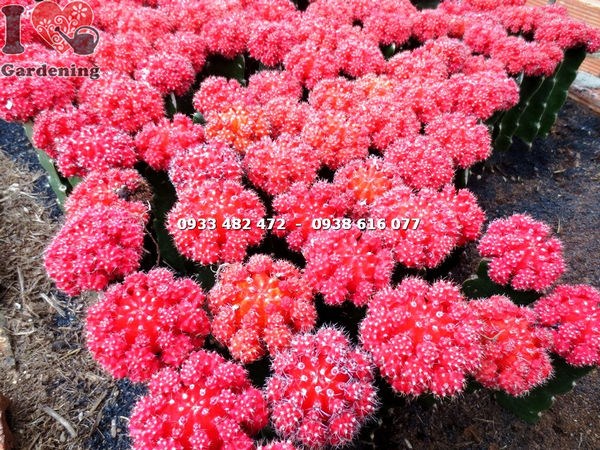 Cây xương rồng hồng ngọc đỏ trang trí tiểu cảnh văn phòng