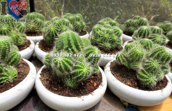 Xương rồng khế bụi trung hoa vàng đẹp - vườn ILG