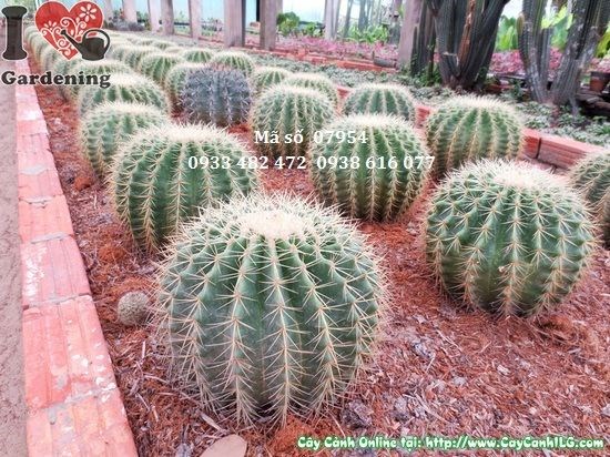 Cây xương rồng kim hổ dáng trụ gai vàng đẹp tại vườn ILG