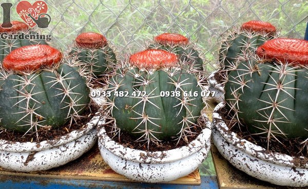 Chi tiết gai và thân cây xương rồng mê lô lớn
