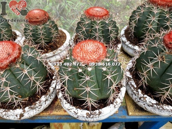 Ứng dụng trang trí và ý nghĩa phong thủy cây xương rồng mê lô lớn