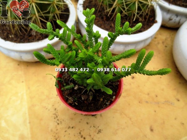 Cây xương rồng trúc xanh nhỏ trồng chậu trang trí nội ngoại thất
