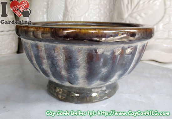 Nhận biết và xử lý sâu bệnh khi trồng cây trong chậu gốm men
