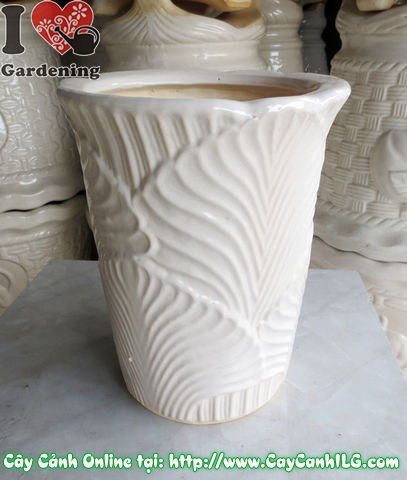 Chậu trúc men trắng tròn túm đáy mẫu 2 - hình ảnh thực tế