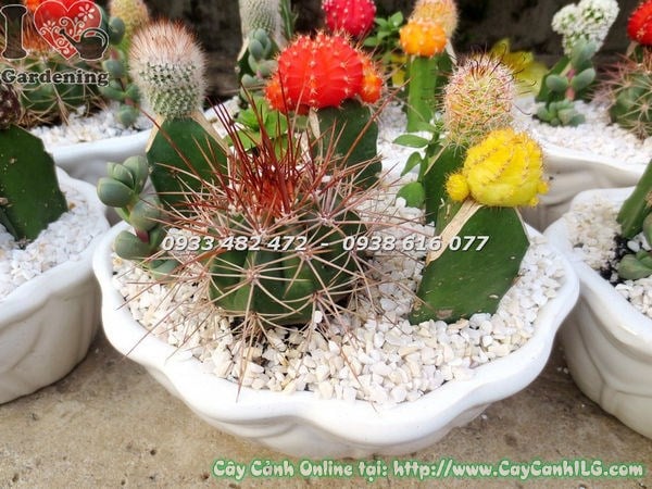 Chậu xương rồng nhiều loại chậu bầu dục Ms 18650 - góc nhìn cận cảnh