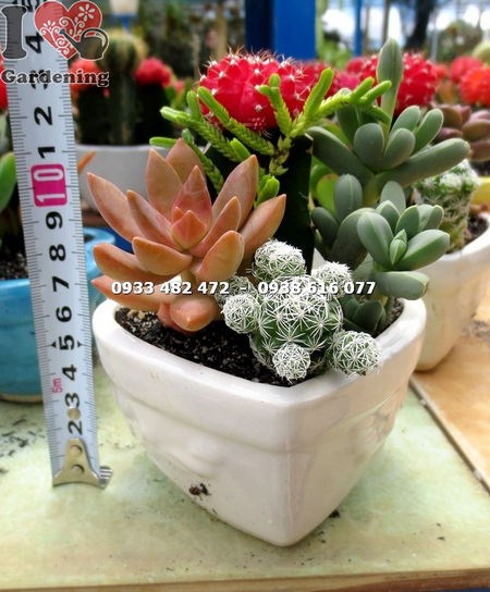 Chậu xương rồng trái tim - ý nghĩa phong thủy và công dụng trang trí