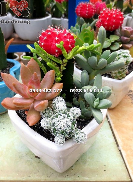 Chậu xương rồng trái tim trang trí bàn làm việc văn phòng cafe
