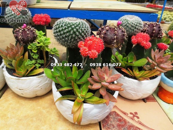 Chậu xương rồng tròn lớn cảnh quan sân vườn ILG