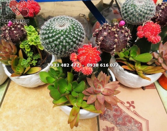 Chậu xương rồng tròn lớn trưởng thành tại ILG