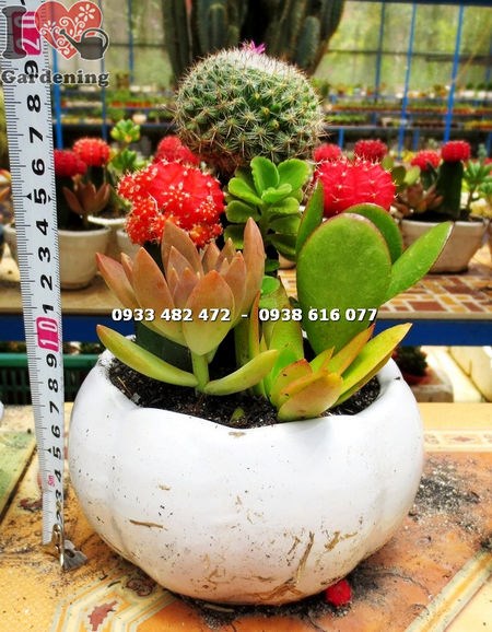 Xương rồng tròn nhỏ đặt bên cửa sổ có ánh nắng