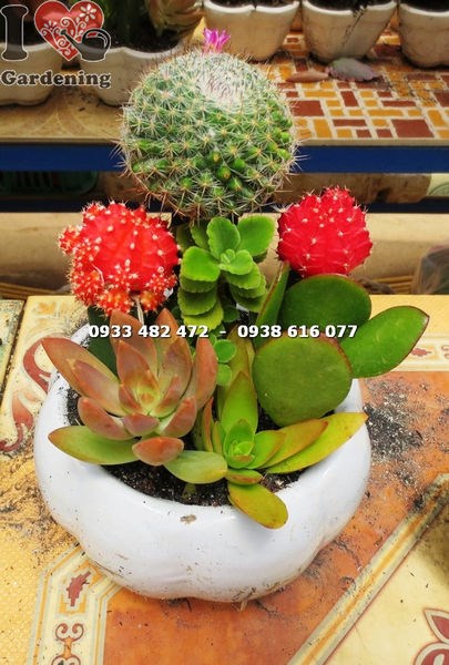 Chậu xương rồng tròn nhỏ xinh xắn trưng bàn làm việc