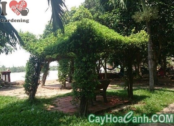 chòi cây sanh mẫu lục giác thi công cảnh quan xanh