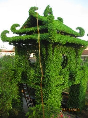 Mẫu thiết kế chòi cây si đẹp cho sân vườn và công trình