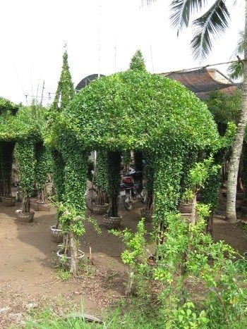 Chòi cây si mẫu 1 - thiết kế thi công bởi ILG