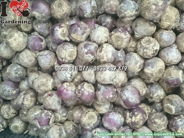 củ hoa tiên ông chưa nảy mầm Ms 23971