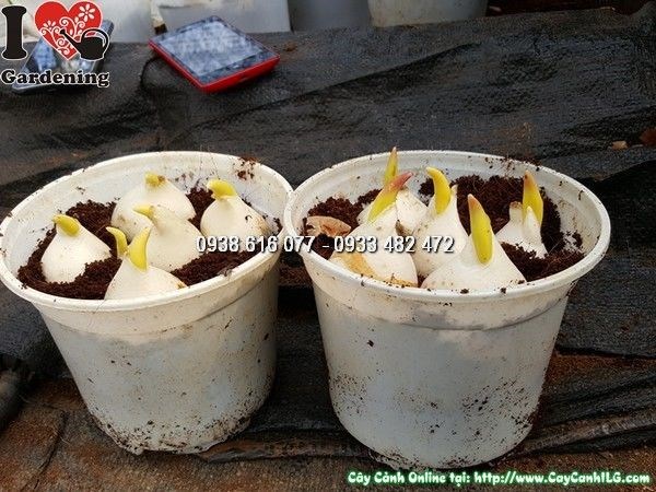 củ hoa tulip chất lượng cao - vườn ILG