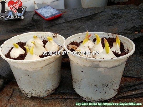 đặc điểm củ hoa tulip - caycanhilg.com