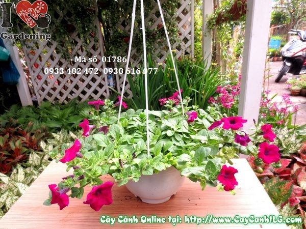 Cây hoa dạ yên thảo 15cm cung cấp sỉ lẻ ILG