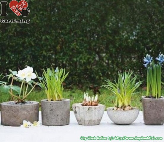ứng dụng chậu xi măng trong cảnh quan sân vườn