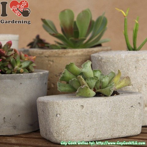 đặt hàng chậu xi măng trồng cây theo yêu cầu