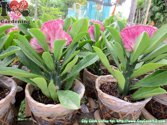 Dịch vụ chăm sóc cây cảnh chuyên nghiệp ILG Garden