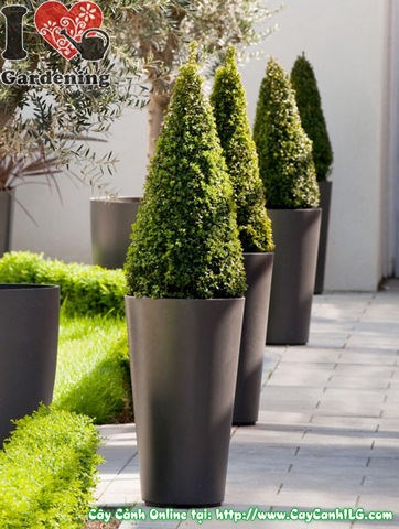 Chậu cây cảnh composite sang trọng trang trí Tết