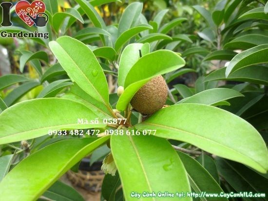 Cung cấp giống cây ăn quả chất lượng cao tại ILG – cây sapoche có trái