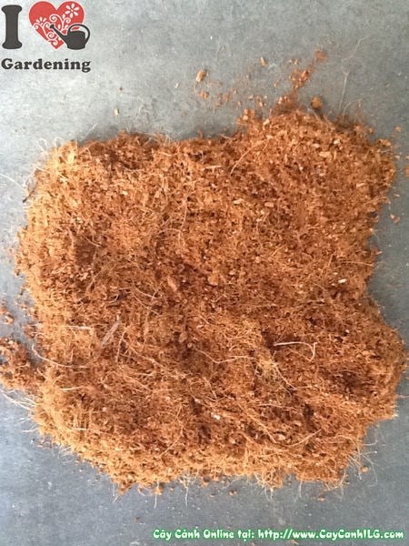 Xơ dừa ILG – giá thể trồng cây sạch, chất lượng cho mọi công trình cảnh quan