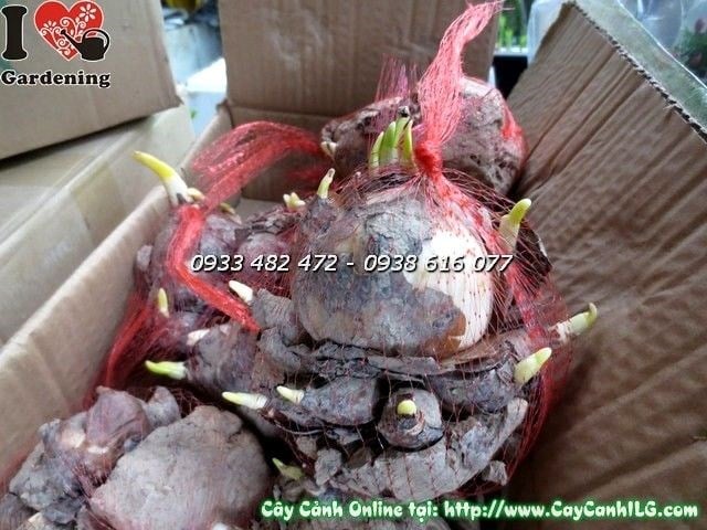 Củ thủy tiên Ms 19955 – hoa thơm ngát dịp Tết, trồng nước dễ dàng tại ILG