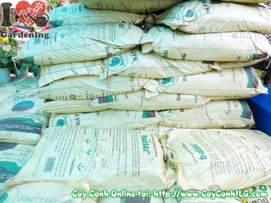 Xử lý sự cố đất trồng cây cảnh - đất sạch ILG
