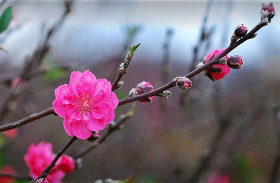 cây hoa đào tết sắc hồng rực rỡ ILG