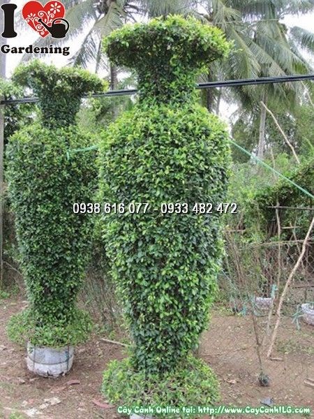 Kiểng thú kiểng tạo hình ILG – tác phẩm cây si nghệ thuật