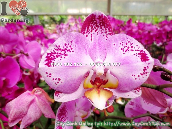 Phong lan hồ điệp hồng đột biến trồng trong nhà ánh sáng tự nhiên